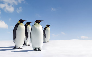 Penguins standing in snow together 4 - a group of penguins free wallpaper