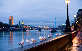 Seagulls ledged river streetlight nighttime 2 - christopher wren free wallpaper
