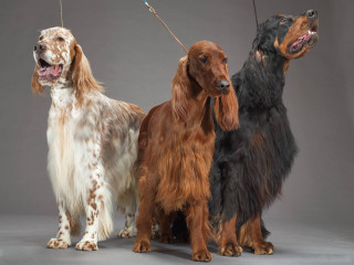 Three dogs leash brown white - free dogs wallpaper