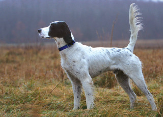 Dog standing field blue collar - ada hill walker free wallpaper
