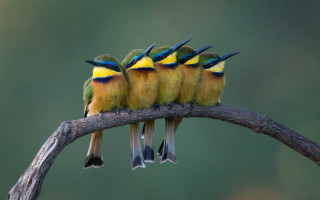 Birds tree branch group together - top of a tree free wallpaper