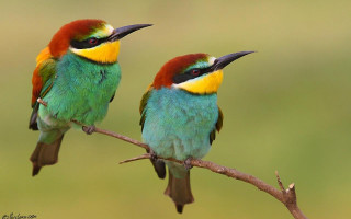 Colorful birds sitting branch together - a branch together free wallpaper