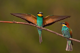 Colorful birds perched branch wings 2 - two colorful bird free wallpaper