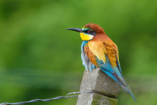 Colorful bird perched wooden post - green background free wallpaper