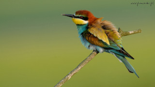 Colorful bird branch green background 2 - flemish free wallpaper