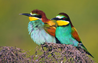 Colorful birds nest tree ecological - two colorful bird free wallpaper