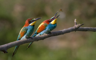 Colorful birds sitting branch beaks 3 - another bird free wallpaper