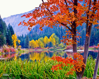 Lake fall colors mountain forest - fall free wallpaper