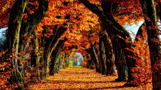 Pathway trees fall leaves park - fall free wallpaper