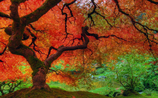 Tree red leaves park pond 2 - vibrant color free wallpaper