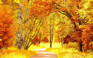 Forest path fall colors yellow - a path free wallpaper for desktop