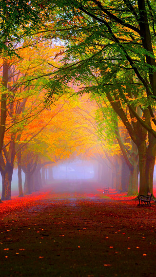 Park bench forest trees leaves - impressionist free wallpaper for mobile