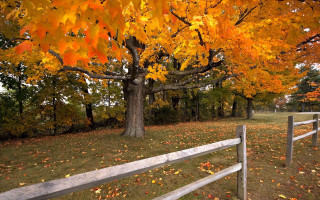 Tree yellow leaves park fence 2 - david brewster free wallpaper