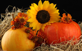 Pumpkin sunflowers hay straw black - fall vibrancy free wallpaper