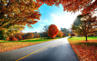 Road yellow trees orange sky - cloud and sun free wallpaper