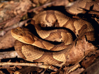 Brown snake curled up ground - female free wallpaper