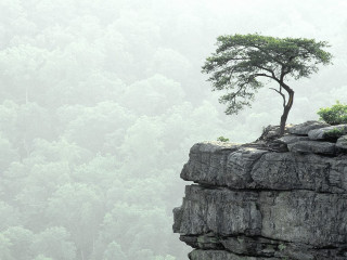 Lone tree cliff forest foggy - sense of depth free wallpaper