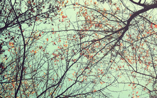 Red leaves blue sky clouds - autumn free wallpaper