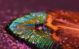 Colorful feather water drop purple - macro art free wallpaper for desktop