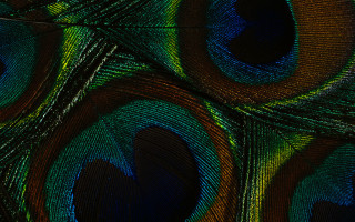Peacock feathers blue green black - a black center free wallpaper