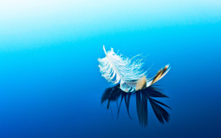 Feather floating water blue background - a feather free wallpaper