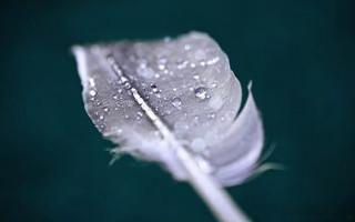 Feather water droplets table green - a feather free wallpaper