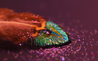 Feather purple pink holography 3d - a feather free wallpaper