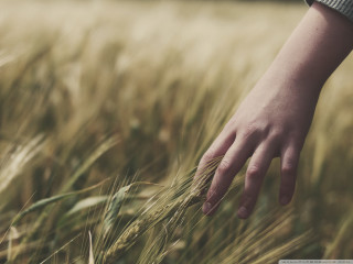 Hand reaching grain field wheat - a hand free wallpaper for desktop