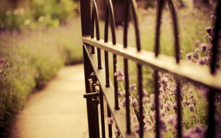 Metal fence flowers path grass - a path free wallpaper for desktop