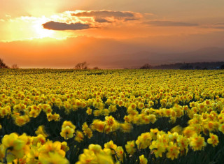 Yellow flowers sunset clouds sky - yellow flower free wallpaper