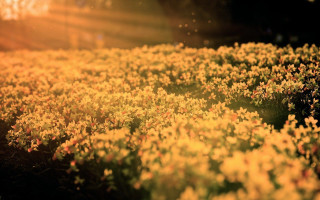 Yellow flowers sunlight trees grass - eve ryder free wallpaper for desktop