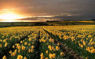 Yellow flowers sunset clouds field - brian dunlop free wallpaper
