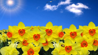 Yellow flowers blue sky bird - overhead in the sky free wallpaper