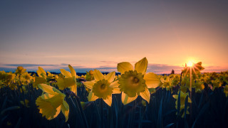 Yellow flowers sunset clouds field 2 - derold page free wallpaper