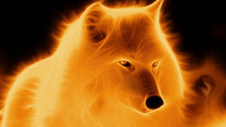 Wolf fire background flames black - a wolf free wallpaper