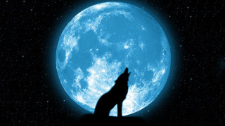 Wolf silhouette full moon night - full moon free wallpaper