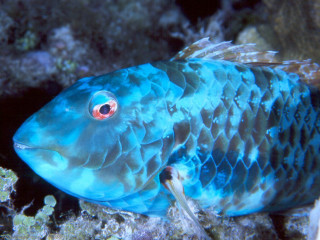 Blue fish coral reef glowing - subsurface free wallpaper for desktop