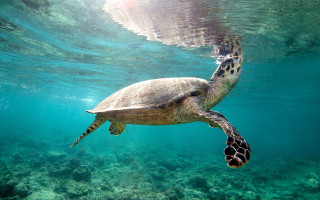 Turtle ocean surfaced underwater fish - its head above the waters surface free wallpaper