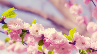 Pink flower branch sky blurry 2 - chang daichien free wallpaper