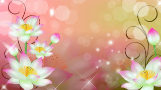 Pink white flower gold center - soft color free wallpaper