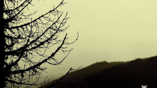 Bird perched tree branch foggy - a tree in the foreground free wallpaper for desktop