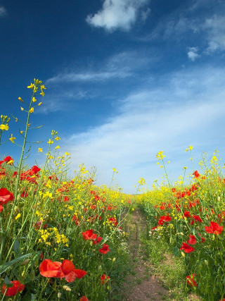 Dirt path field flowers blue - a dirt path free wallpaper for mobile