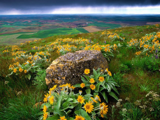 Wildflowers rock stormy sky field - stormy weather free wallpaper