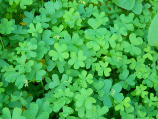 Green leaves field plant vines - fine foliage lace free wallpaper for desktop