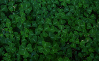 Green leaves growing together in 2 - a group free wallpaper
