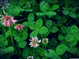 Flowers waterdrops leaves shallow depth - ann thetis blacker free wallpaper