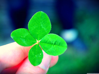 Person holding four leaf clover - denis eden free wallpaper
