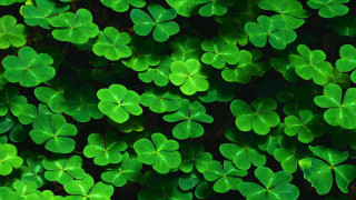 Green shamrocks background wallpaper backdrop - a background free wallpaper