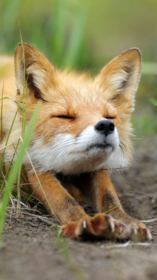 Small fox sleeping grass outside - brian fies free wallpaper for mobile