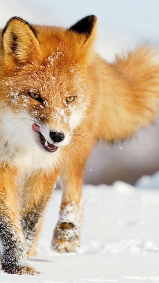 Red fox running through snow - arie smit free wallpaper for mobile